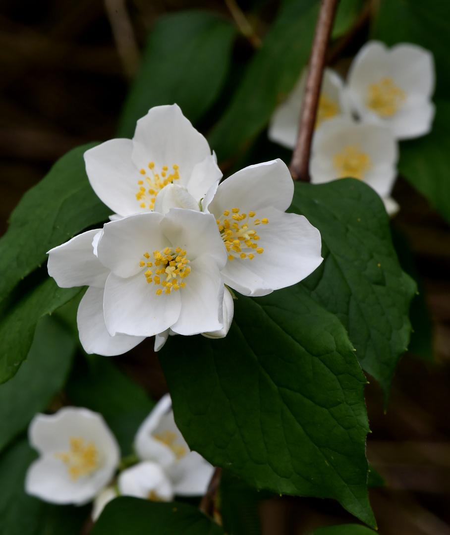 Duftende Blüten