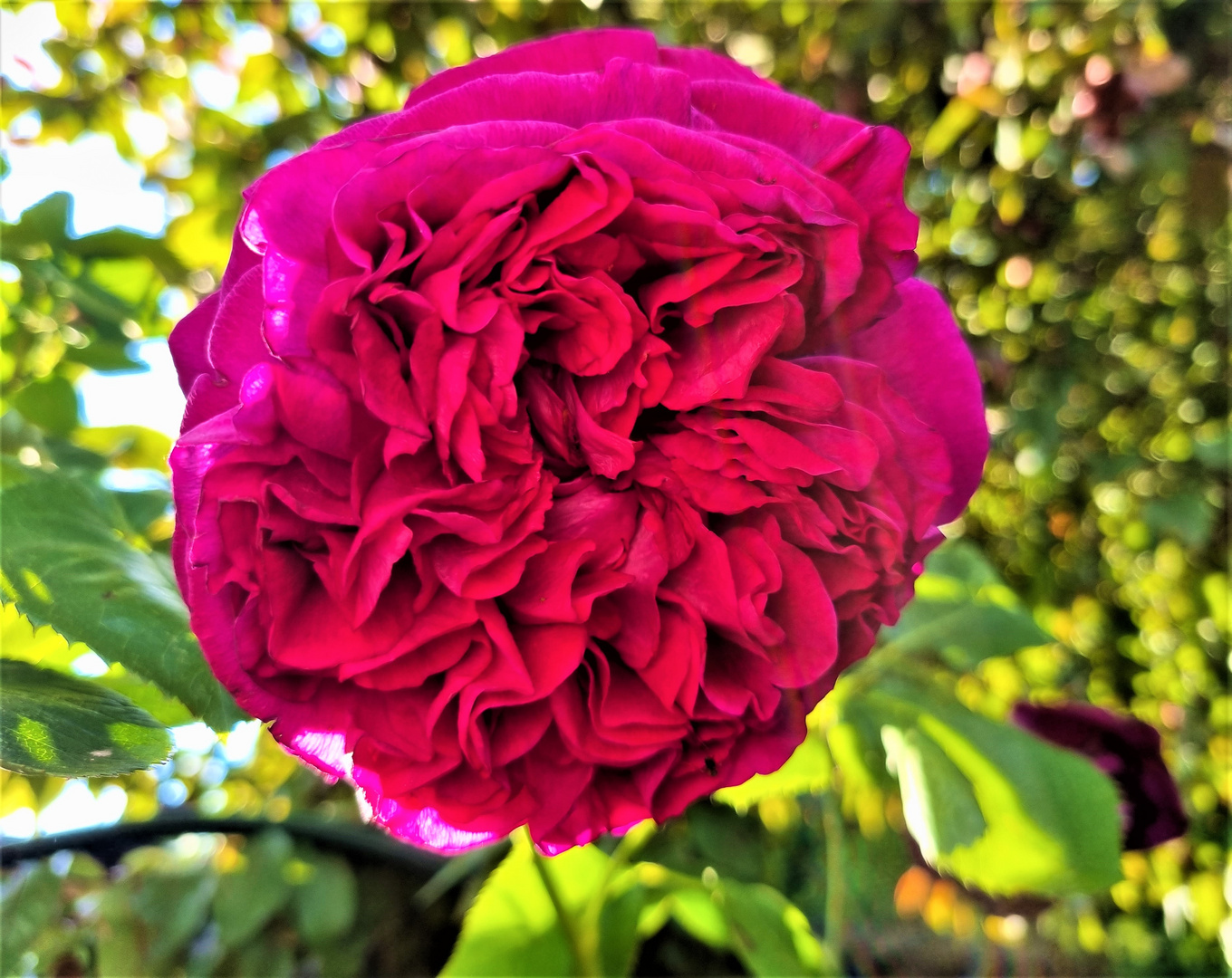  Duftende Damazenerrose