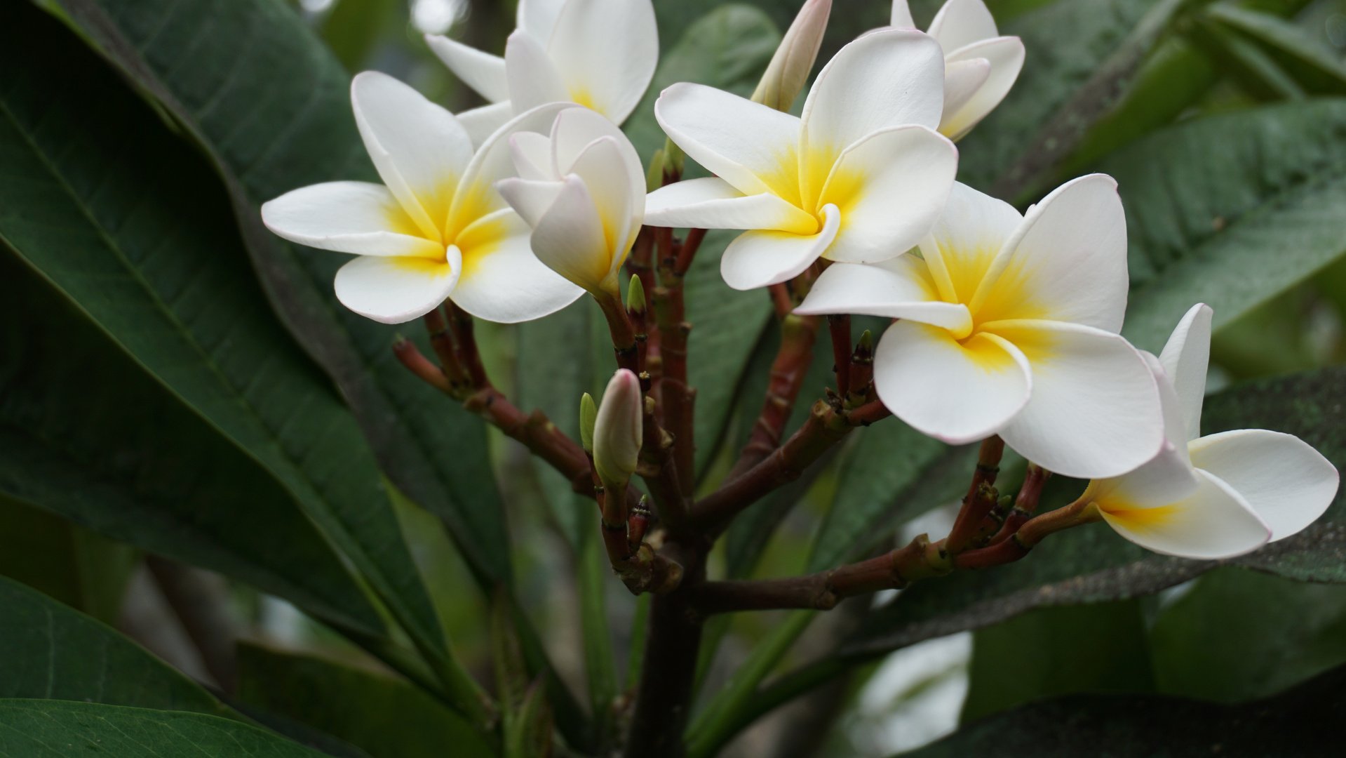 duftende Frangipani