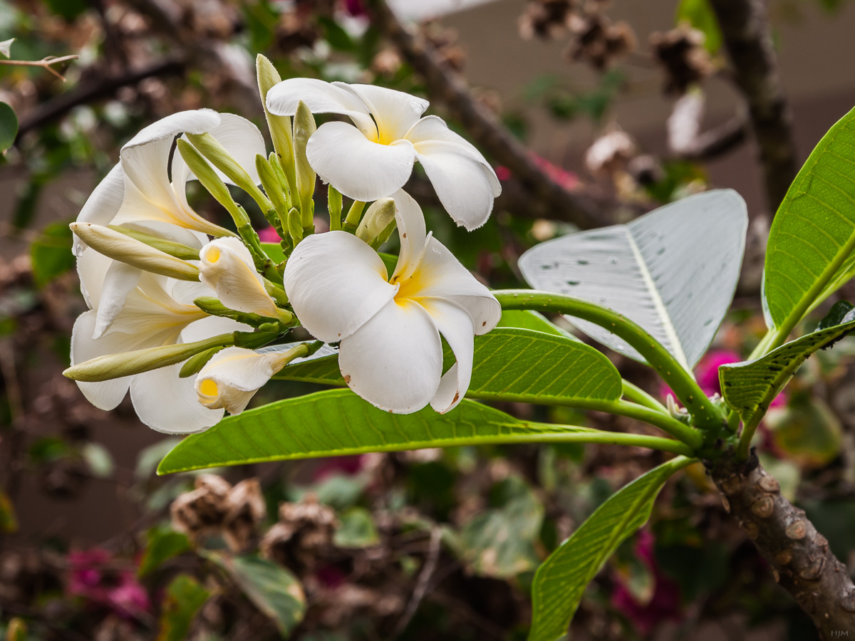 Duftende Frangipani