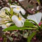 Duftende Frangipani