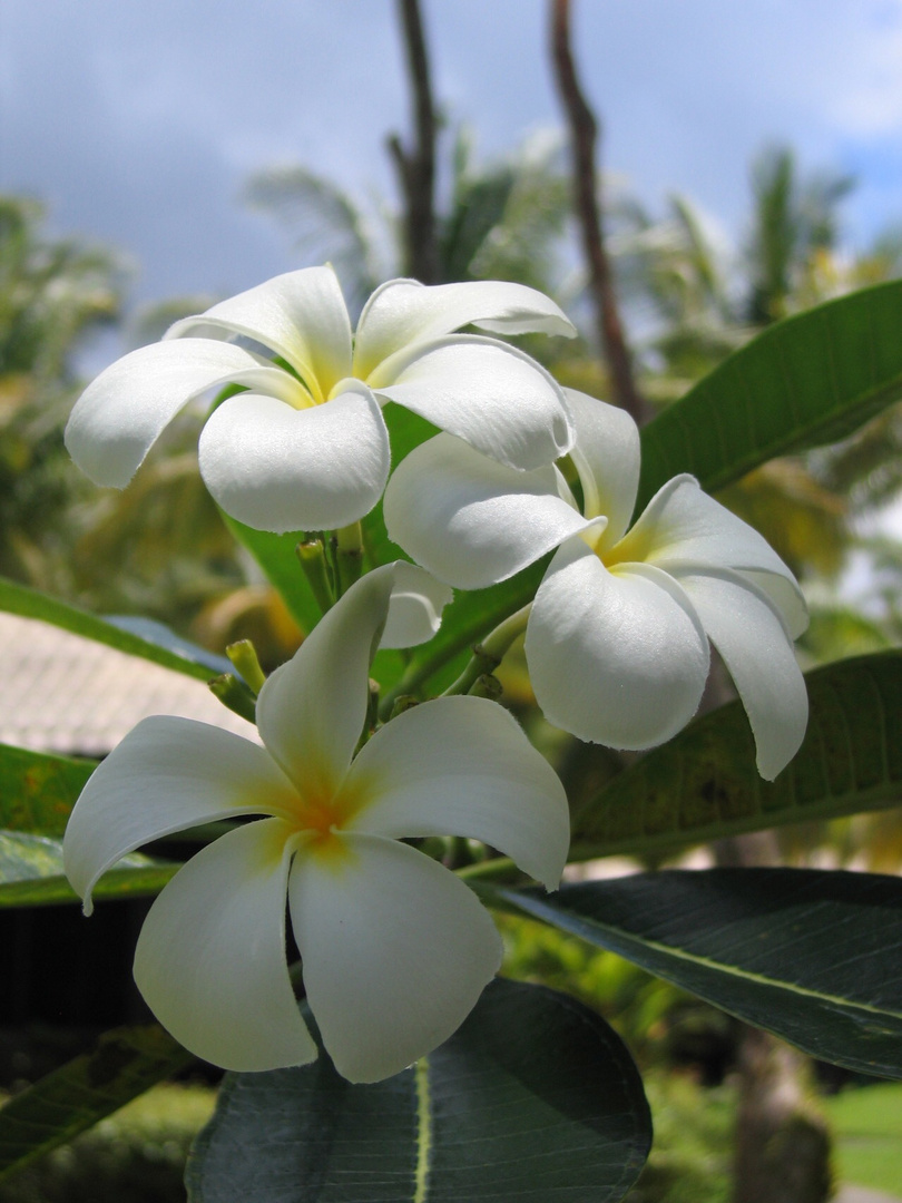 Duftende Frangipani gegen den Winterblues