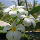 Duftende Frangipani gegen den Winterblues