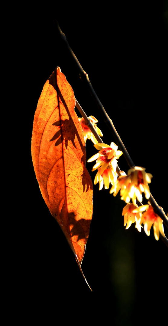 Duftende Frühblüher - chimonanthus-praecox