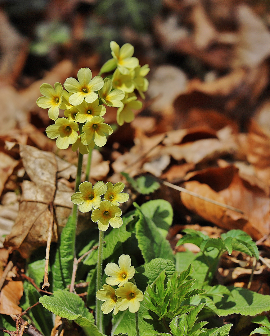 Duftende Frühlingsboten