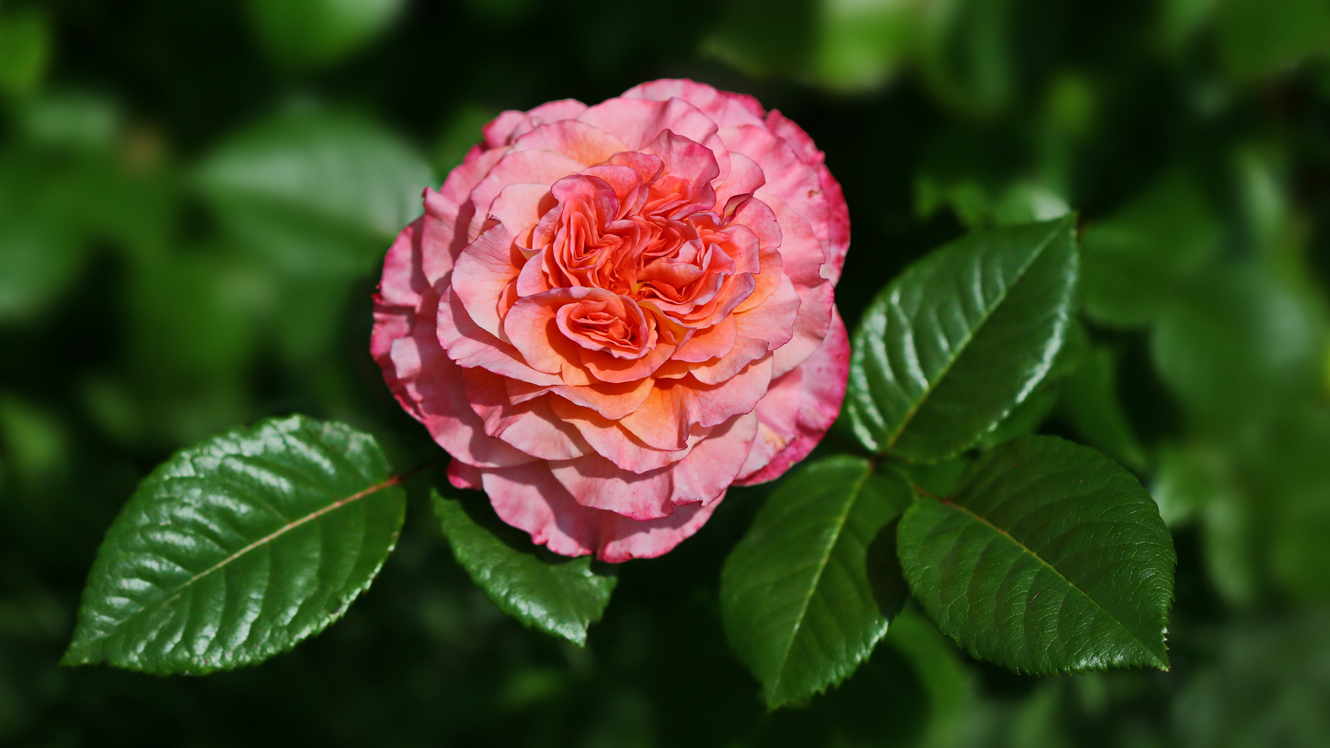 duftende Gartenschönheit