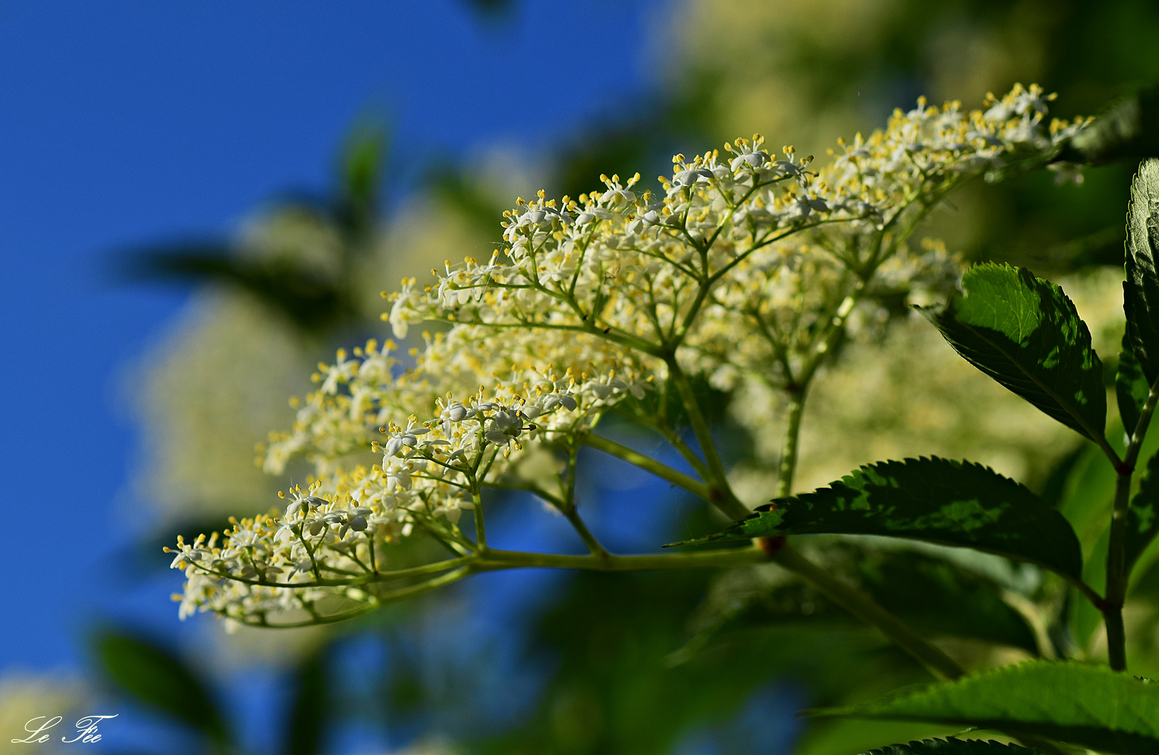 Duftende Holunderblüten