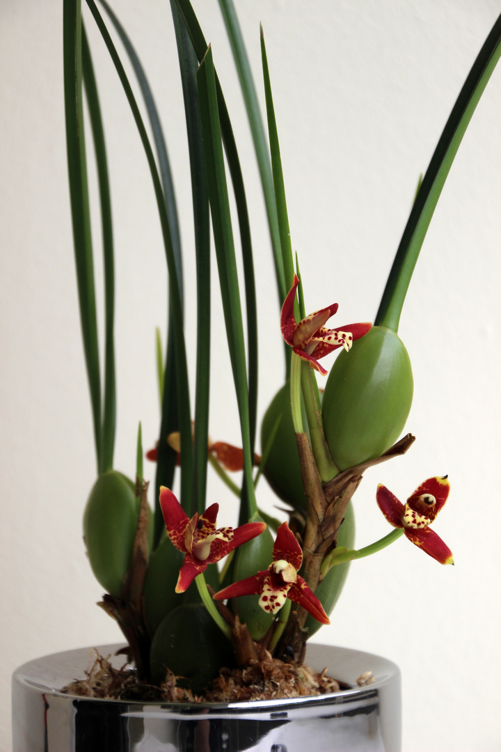 Duftende Kokosorchidee(Maxillaria tenuifolia)