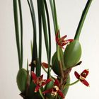 Duftende Kokosorchidee(Maxillaria tenuifolia)