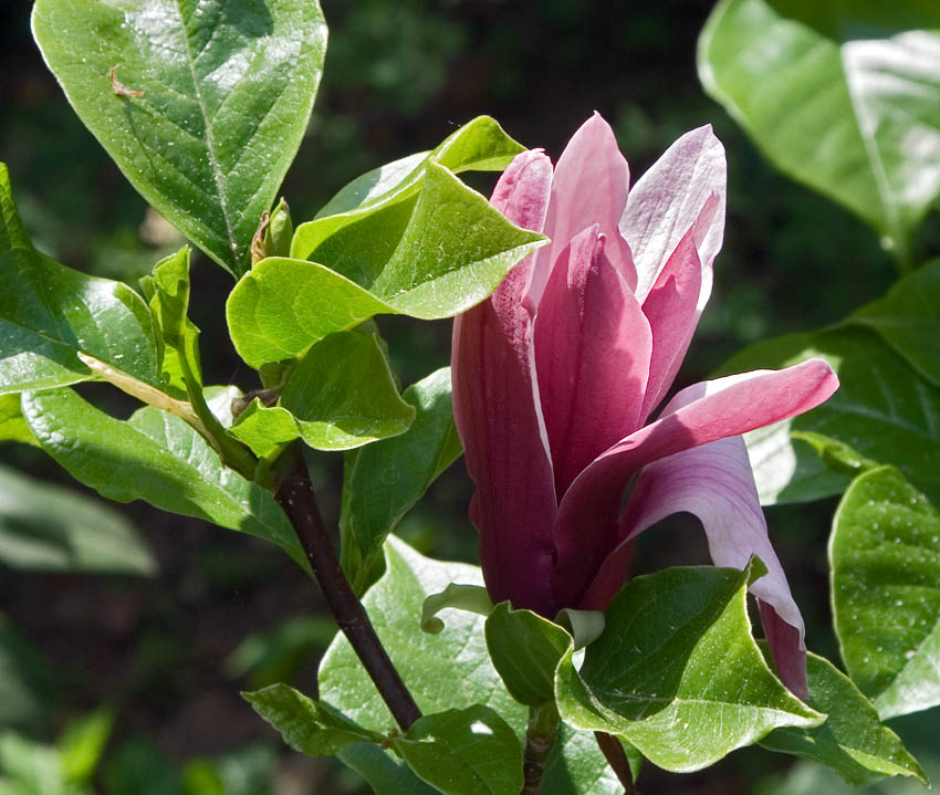 Duftende Magnolienblüte