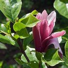 Duftende Magnolienblüte