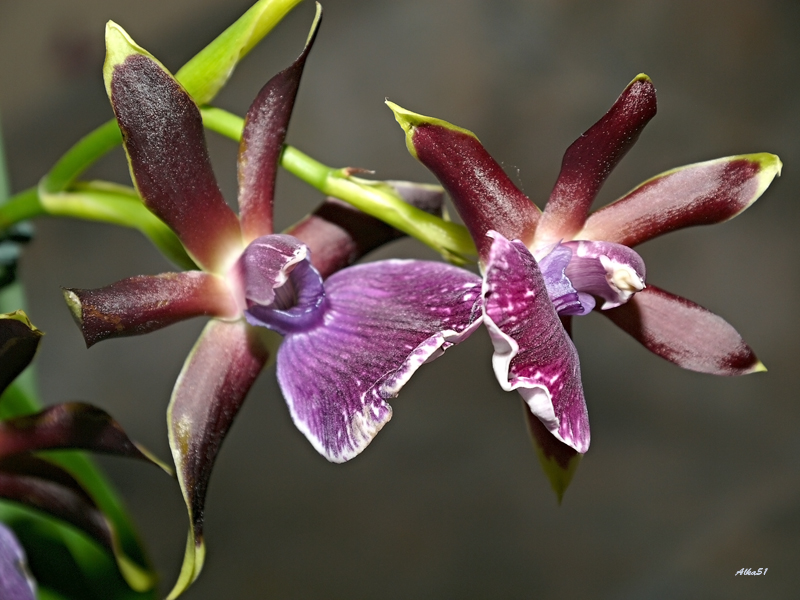 Duftende Orchideen.