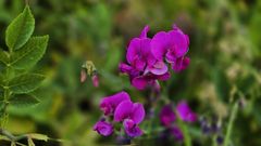 Duftende Platterbse