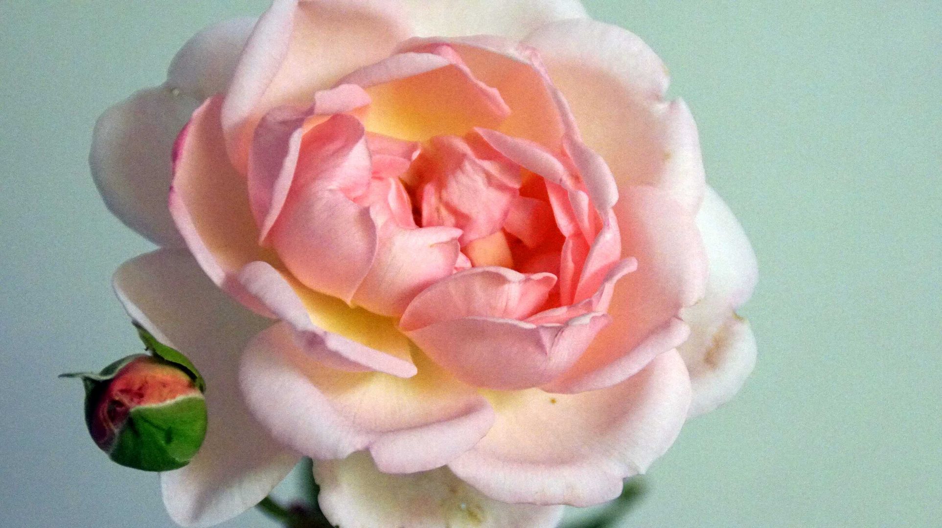 Duftende  Rose