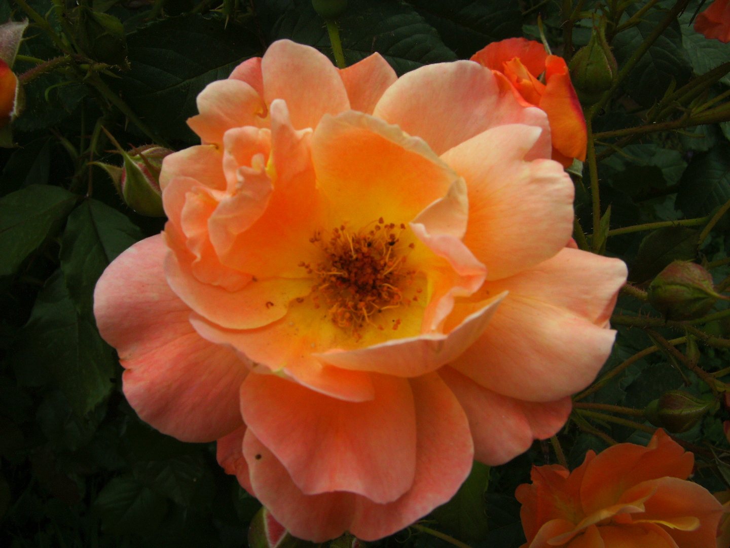 Duftende Rose