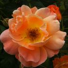 Duftende Rose