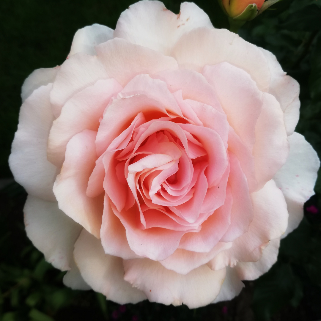 Duftende Rose