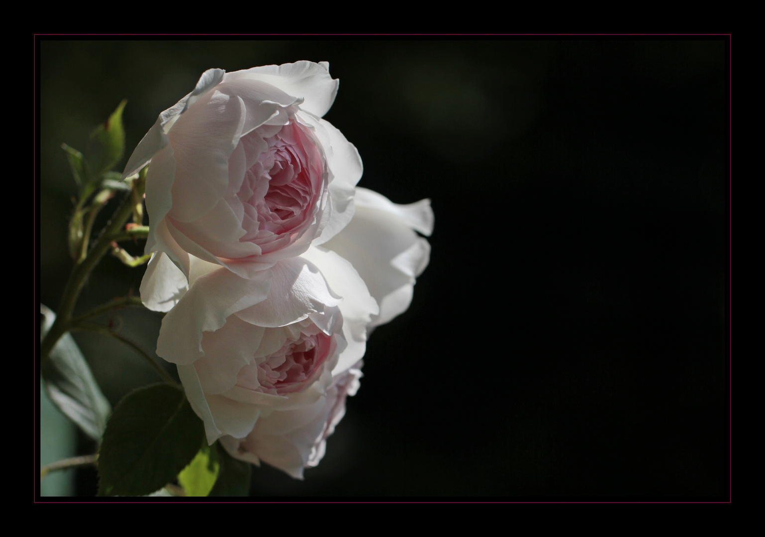 Duftende Rosen auf meinem Balkon