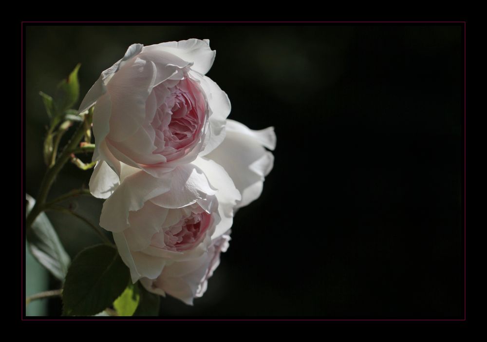 Duftende Rosen auf meinem Balkon Foto & Bild natur, pflanzen, rosen