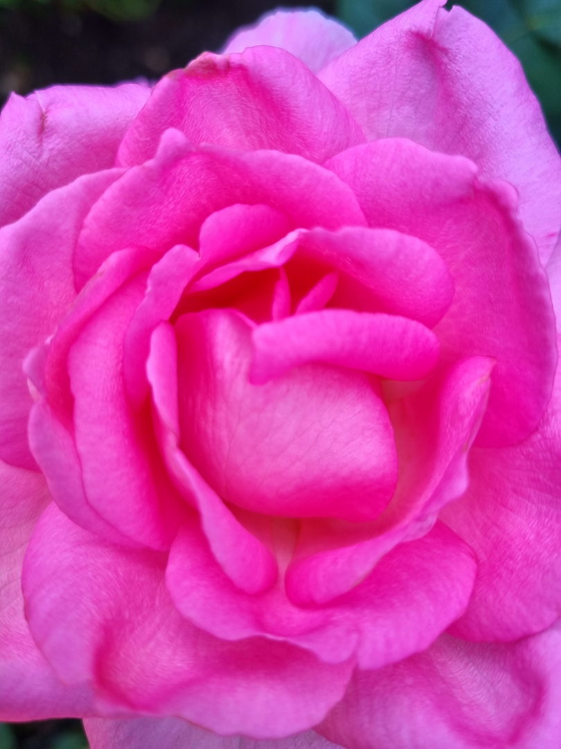  Duftende Rosenschönheit aus dem Garten