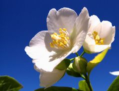 Duftende zarte Blüte .(Jasmin ähnl.Duft.)Samos 2007