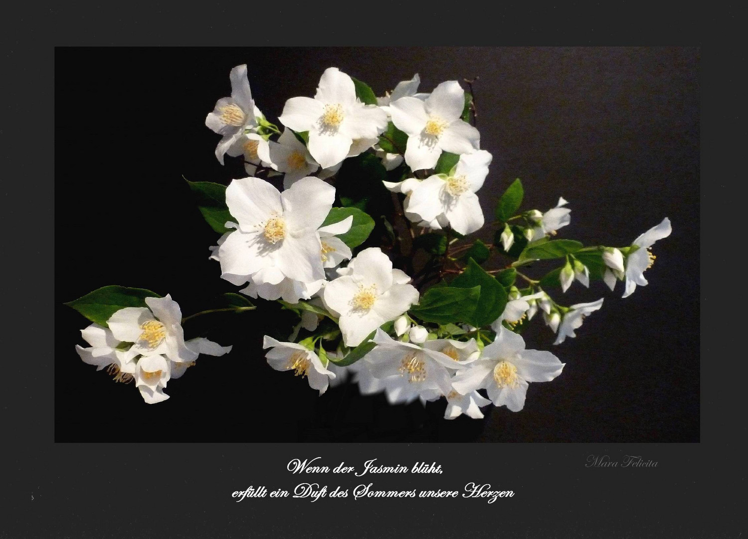 Duftender Jasmin Foto & Bild pflanzen, pilze & flechten, rankgewächse