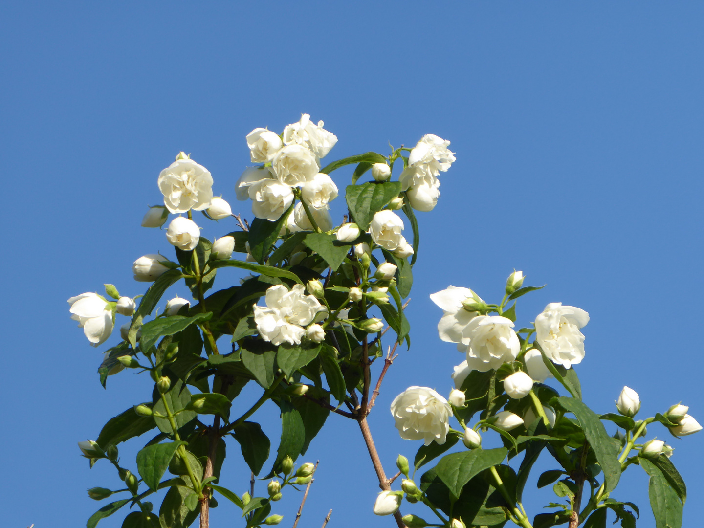 duftender Jasmin