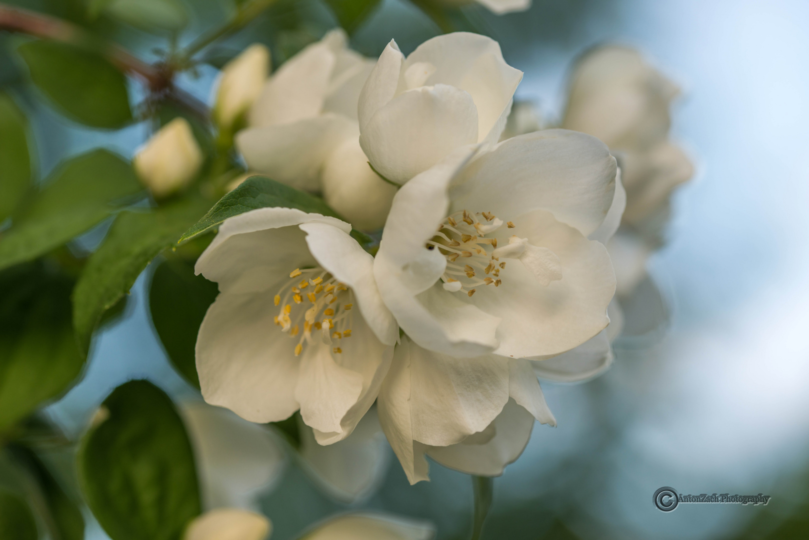 Duftender Jasmin Foto & Bild pflanzen, pilze & flechten, blüten