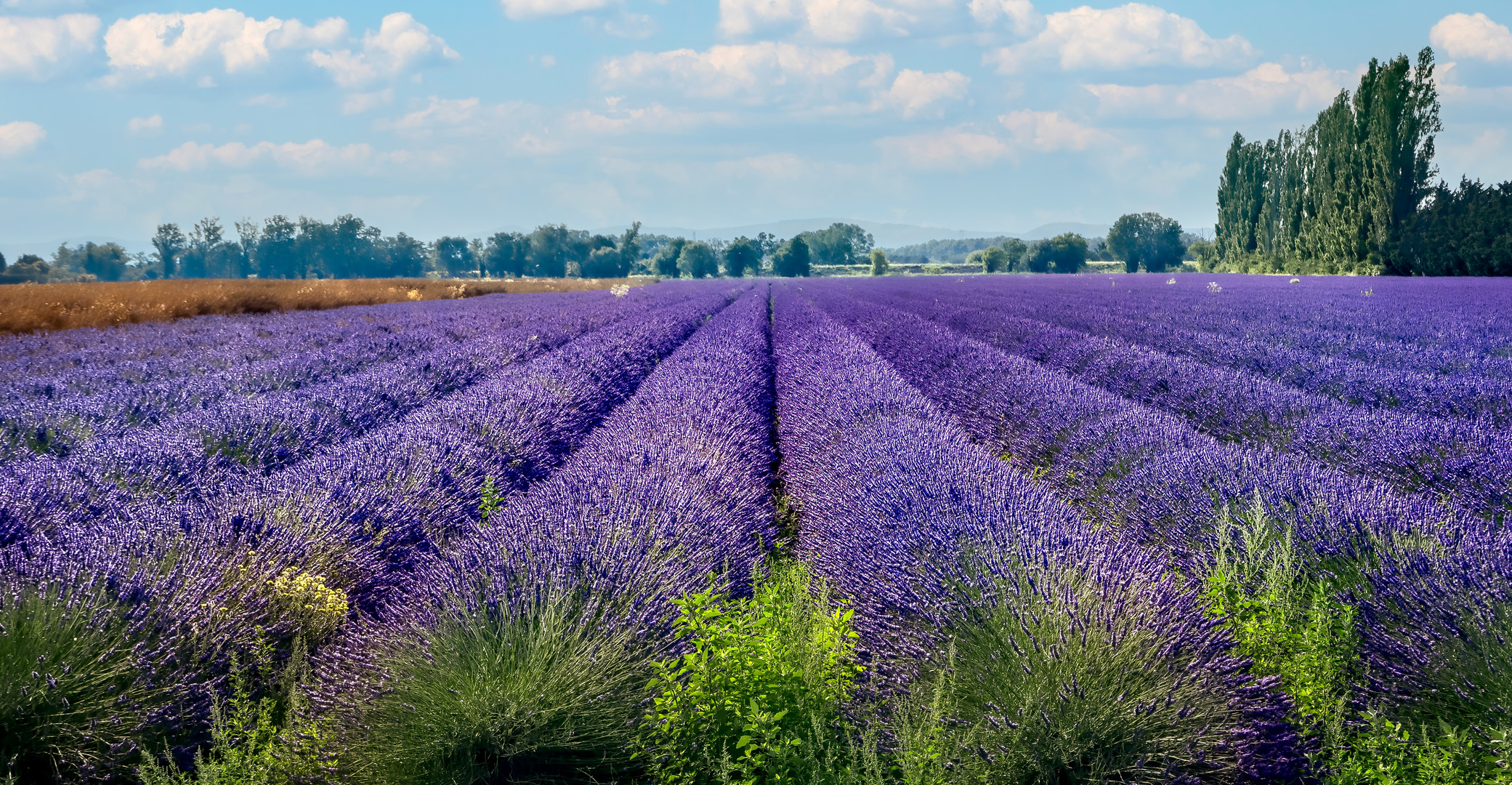 Duftender Lavendel