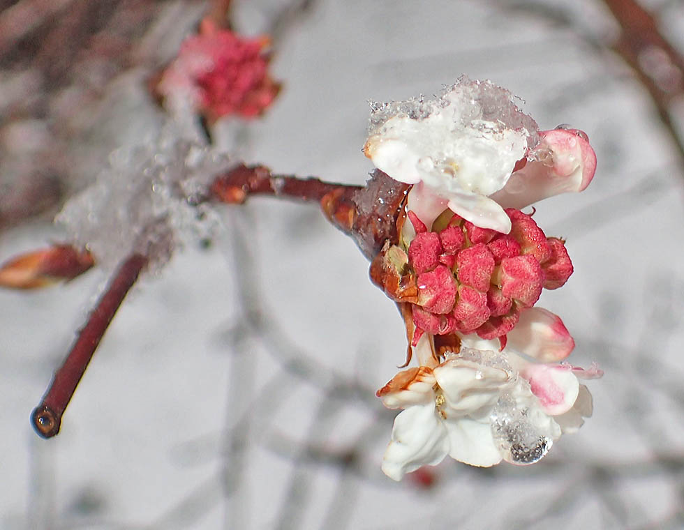 duftender Schneeball heute im Garten