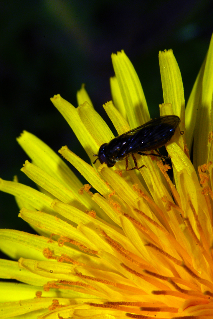 duftet die blume nicht herlich.....