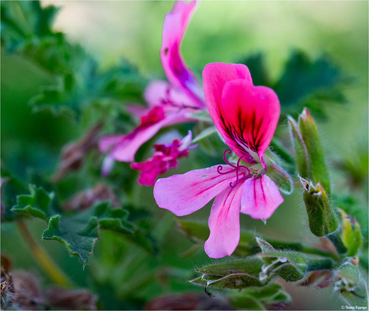 Duftgeranie (Pelargonium ostrum)