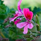 Duftgeranie (Pelargonium ostrum)