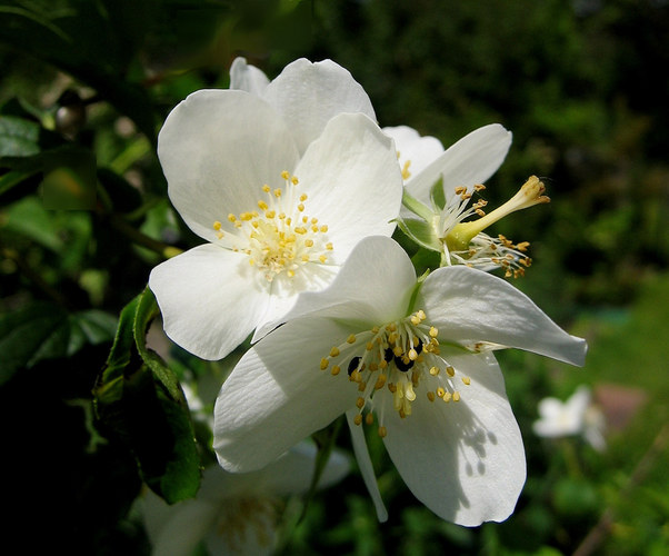 Duftjasmin-Blüten