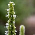 Duftnessel oder Anis-Riesenysop (Agastache foeniculum)