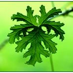 Duftpelargonie