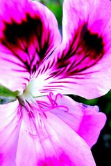 Duftpelargonie (Pelargonium spec.) Detail1