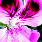 Duftpelargonie (Pelargonium spec.) Detail1