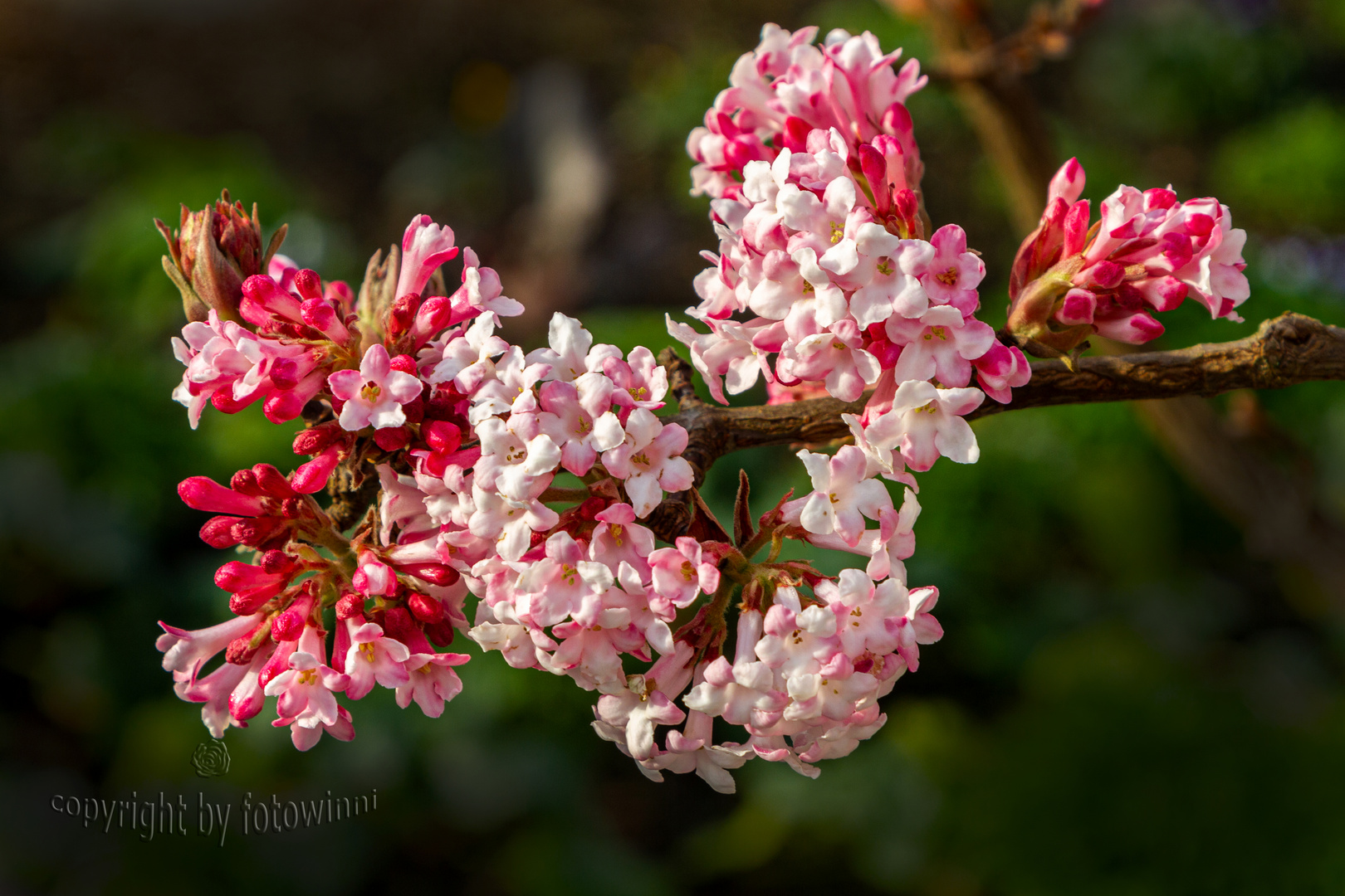 Duftschneeball (Vibumum farreri)