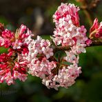 Duftschneeball (Vibumum farreri)