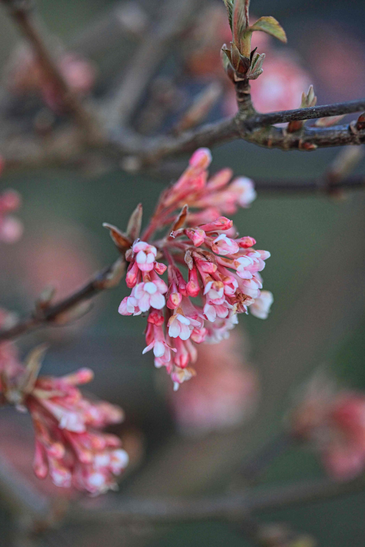 Duftschneeball , Viburnum 