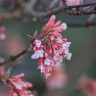 Duftschneeball , Viburnum 