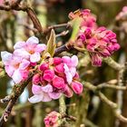 Duftschneeball Viburnum farreri