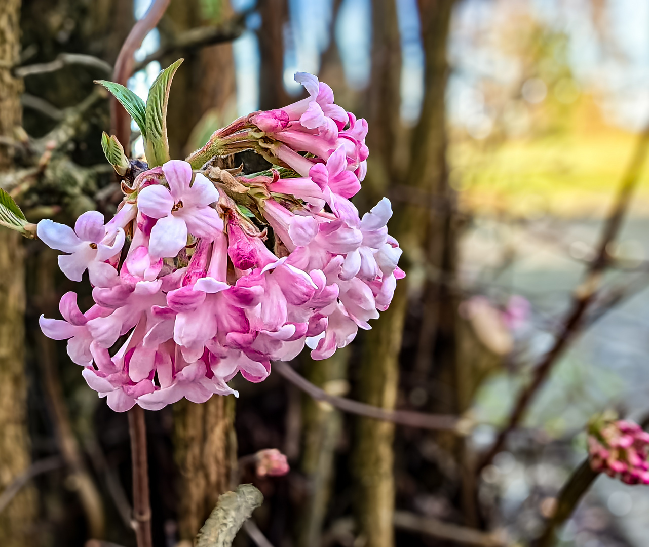 Duftschneeball Viburnum farreri