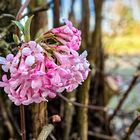 Duftschneeball Viburnum farreri