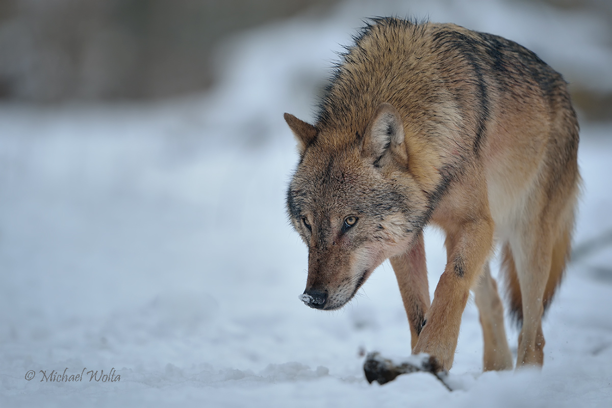 Duftspur im Schnee