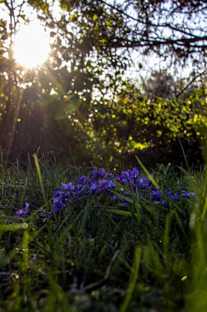 Duftveilchen  im späten Sonnenlicht