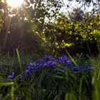 Duftveilchen  im späten Sonnenlicht