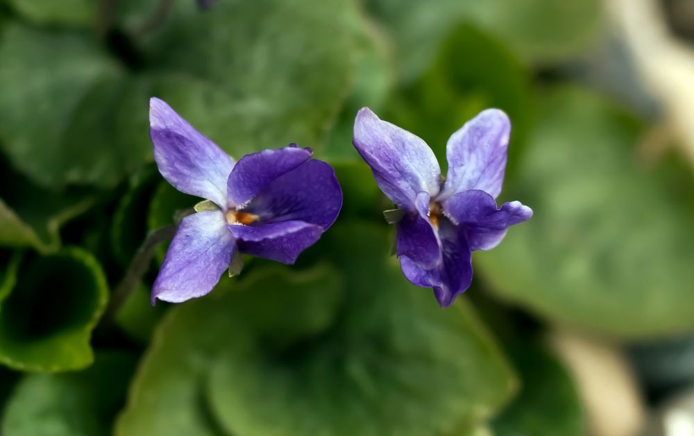 Duftveilchen Märzveilchen (Viola odorata)