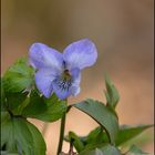 Duftveilchen - Märzveilchen (Viola odorata )